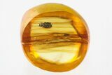 Fossil Fungus Beetle (Enicmus) in Baltic Amber #310905-1
